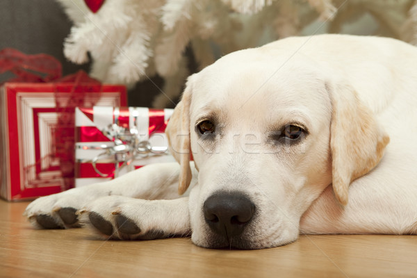 商業照片: 聖誕節 · 狗 · 美麗 · 拉布拉多獵犬 · 天 · 快樂