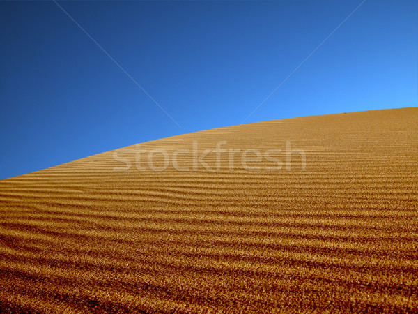 Sand Natur Hintergrund Wüste Zeit Wind Stock foto © iko