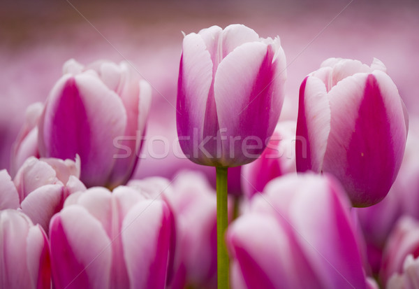 Pink tulips  Stock photo © iko