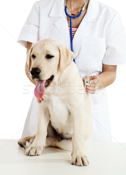 Foto stock: Toma · atención · perro · jóvenes · femenino · veterinario