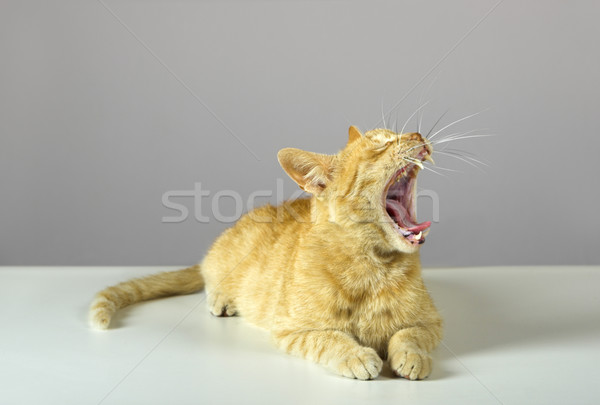 Kitten mooie meer foto's kat Stockfoto © iko