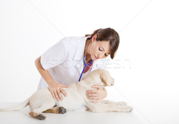 Stock photo: Veterinay taking care of a dog