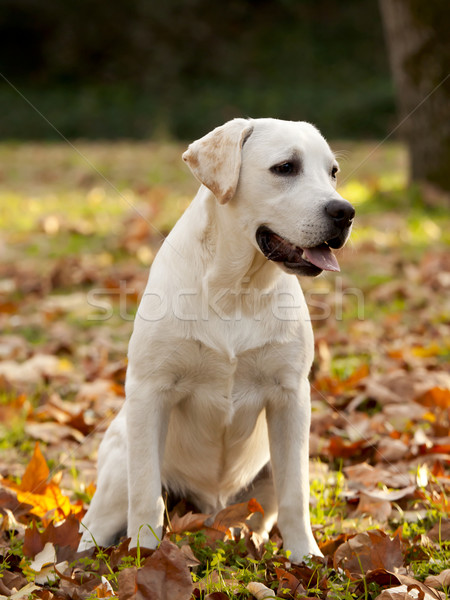 Stock fotó: Labrador · retriever · gyönyörű · szabadtér · portré · tavasz · kutya