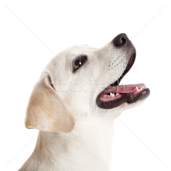 Labrador kutyakölyök gyönyörű portré labrador retriever nyelv kidugva Stock fotó © iko