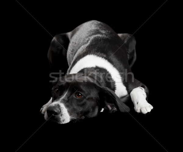 Stock photo: Beg look