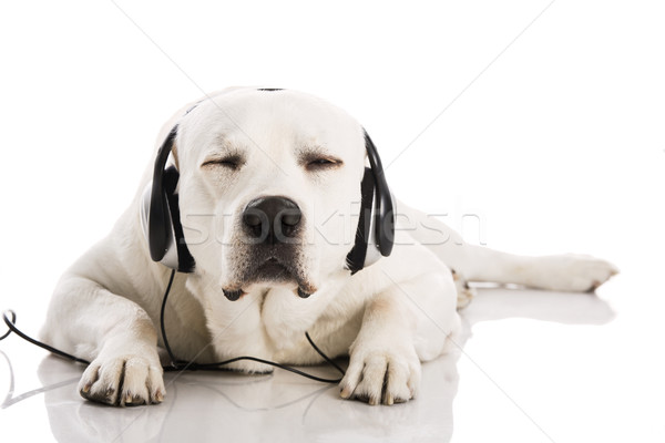 Psa muzyki piękna labrador słuchać słuchawki Zdjęcia stock © iko