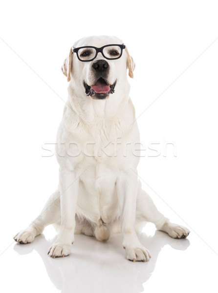 Labrador with glasses  Stock photo © iko