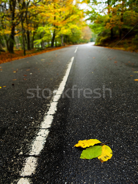 Leafs on the road Stock photo © iko