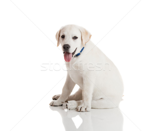 Labrador retriever puppy mooie room geïsoleerd witte Stockfoto © iko