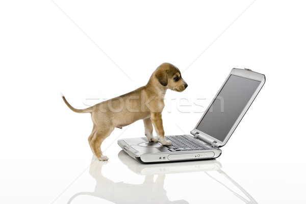 Inteligent câine drăguţ căţeluş uita ecranul calculatorului Imagine de stoc © iko