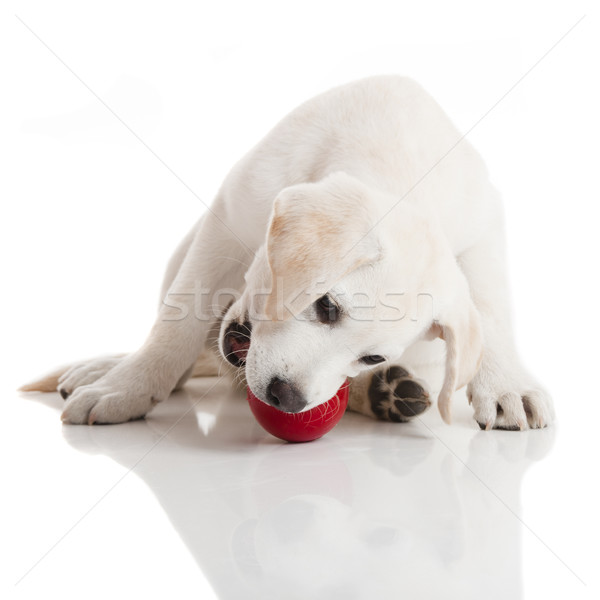 Labrador Puppy playing Stock photo © iko