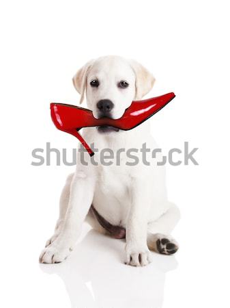 Foto stock: Labrador · retriever · cachorro · vermelho · isolado · branco