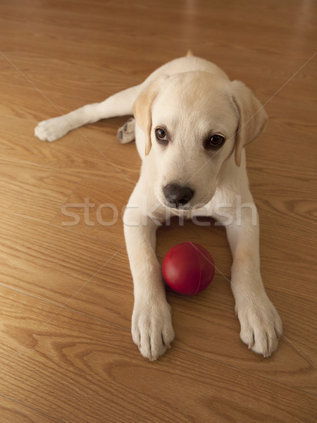 Labrador cachorro jogar labrador retriever piso vermelho Foto stock © iko