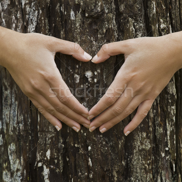 Takarékosság erdő női kezek készít szív alak Stock fotó © iko