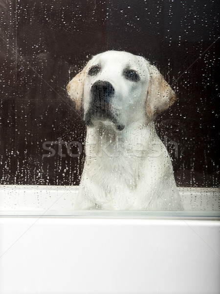 Kąpieli czasu piękna labrador retriever wewnątrz wanna Zdjęcia stock © iko