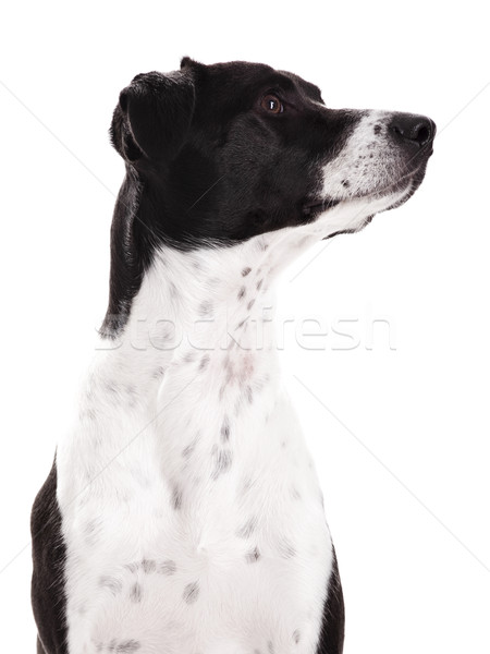 Dog portrait Stock photo © iko