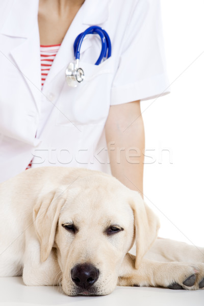 Foto stock: Cuidar · cão · jovem · feminino · veterinário