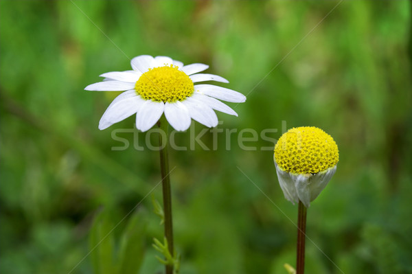 White chamomiles Stock photo © iko