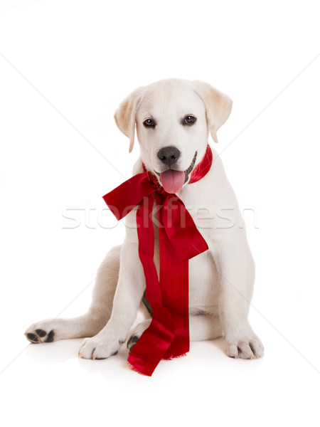 Zdjęcia stock: Labrador · retriever · szczeniak · godny · podziwu · czerwony · koronki