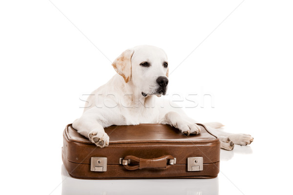 Köpek bavul güzel labrador retriever eğlence Stok fotoğraf © iko