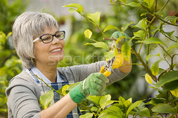 Toma atención limonero hermosa mujer madura jardín Foto stock © iko