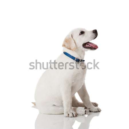 [[stock_photo]]: Labrador · retriever · chiot · belle · crème · isolé · blanche