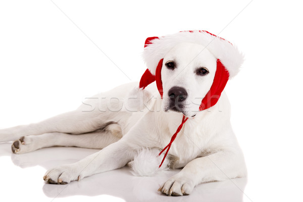 [[stock_photo]]: Noël · chien · portrait · labrador · retriever · chapeau