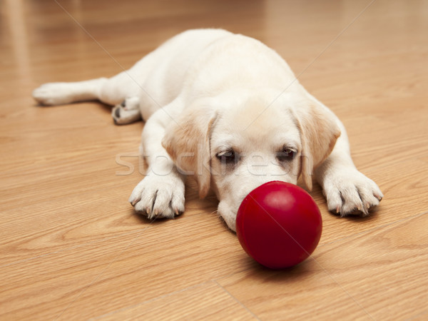 Stock fotó: Labrador · kutyakölyök · játszik · labrador · retriever · padló · piros