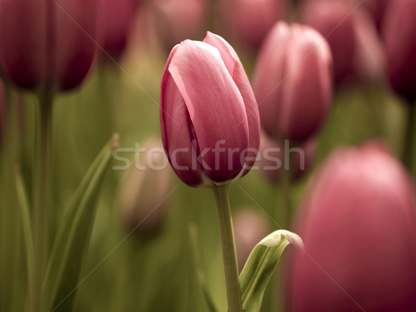 Tulips Stock photo © iko