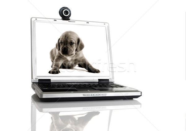 Portable webcam table image ordinateur bureau [[stock_photo]] © iko