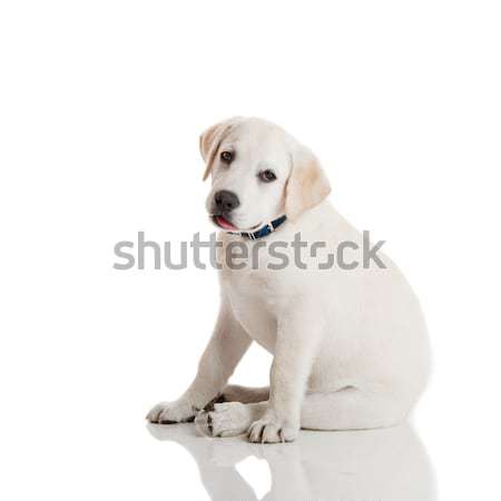Labrador Retriever Puppy Stock photo © iko
