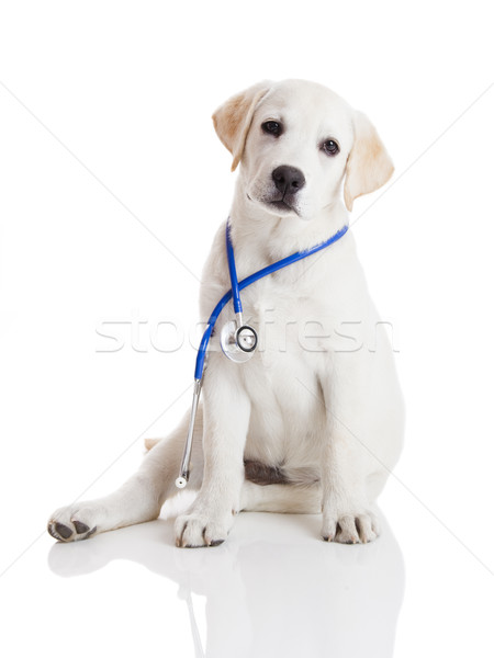 Vétérinaire chien belle labrador retriever stéthoscope cou [[stock_photo]] © iko