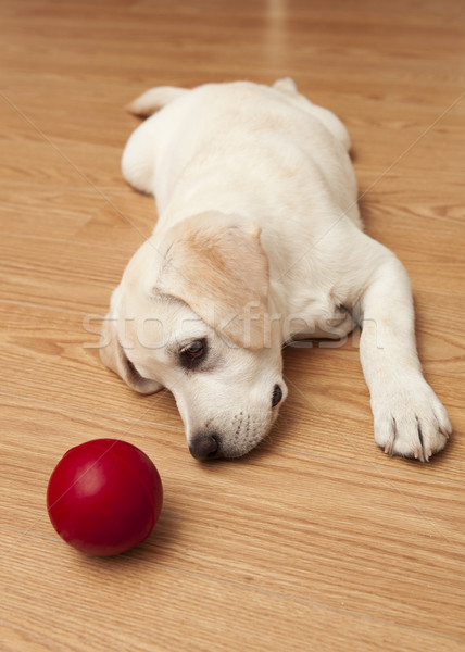 Foto stock: Labrador · cachorro · jogar · labrador · retriever · piso · vermelho