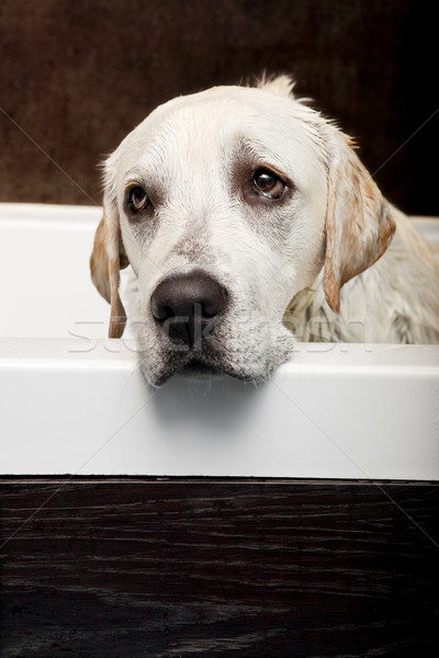 Molhado cão belo labrador retriever triste veja Foto stock © iko