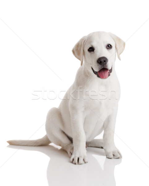 Stockfoto: Labrador · puppy · mooie · labrador · retriever · room · geïsoleerd