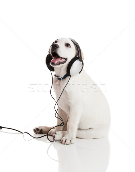 Hund Musik hören schönen Stethoskop Hals Stock foto © iko