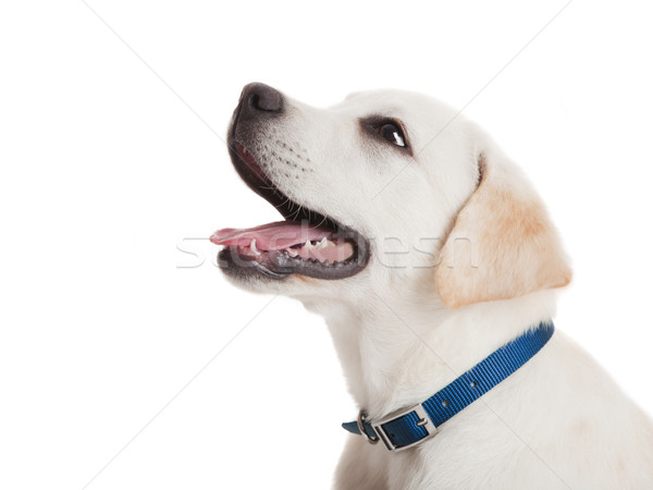 Labrador kutyakölyök gyönyörű portré labrador retriever kék Stock fotó © iko