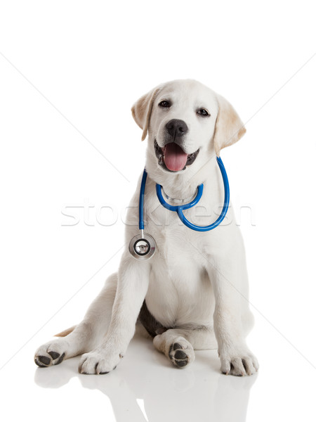 Foto stock: Veterinario · perro · hermosa · labrador · retriever · estetoscopio · cuello