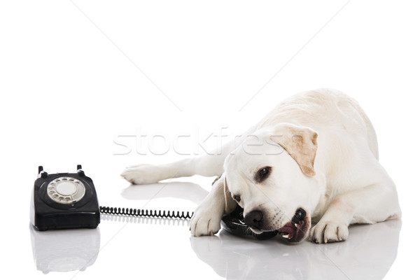 Dog and phone  Stock photo © iko