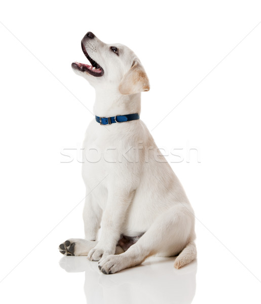 Labrador Retriever Puppy Stock photo © iko