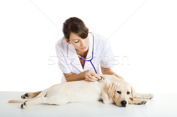 Foto stock: Cuidar · cão · jovem · feminino · veterinário