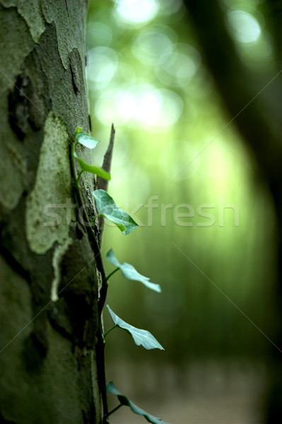 Verde plantă imagine aproape primăvară lumina Imagine de stoc © iko