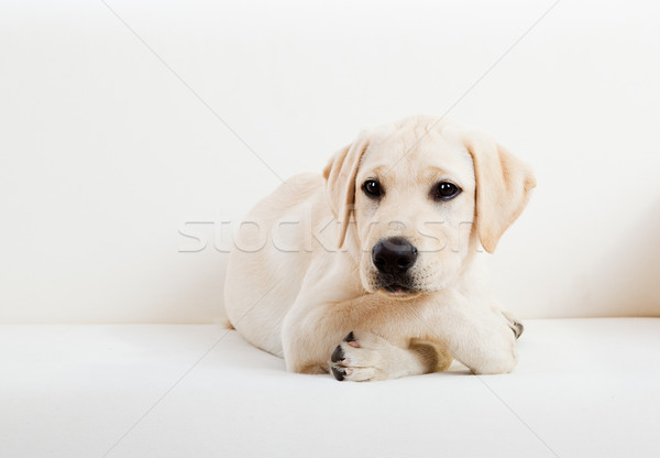 Cute labrador dog Stock photo © iko