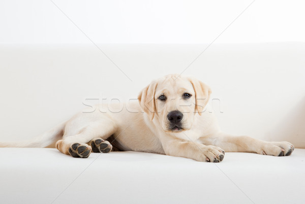 Foto d'archivio: Cute · labrador · cane · studio · ritratto · bella