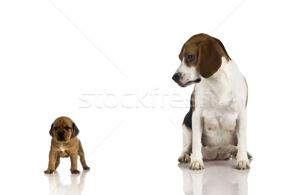 Beagle mom braun Welpen schauen Sonne Stock foto © iko