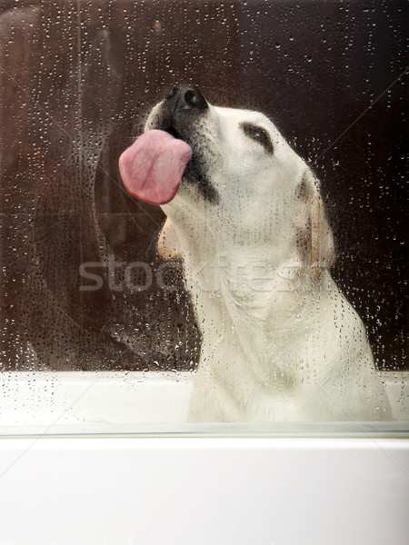 стекла красивой Лабрадор ретривер внутри ванна ждет Сток-фото © iko