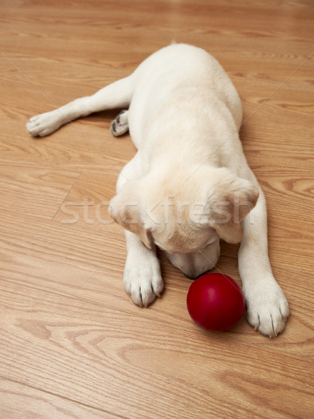 Labrador Puppy playing Stock photo © iko