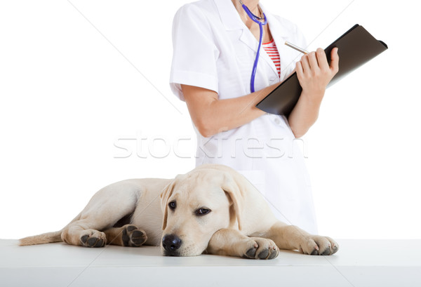 Foto stock: Toma · atención · perro · jóvenes · femenino · veterinario