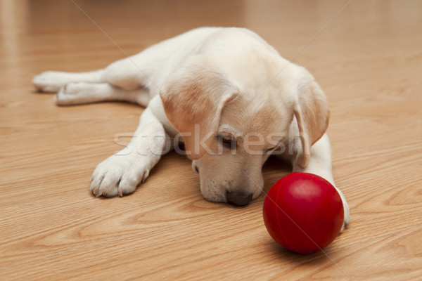 Stock fotó: Labrador · kutyakölyök · játszik · labrador · retriever · padló · piros