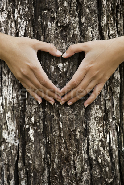 Orman kadın eller kalp şekli Stok fotoğraf © iko